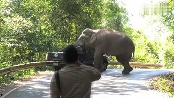 大象视频国产欧美,国产与欧美影视盛宴的精彩碰撞